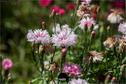 Dateiname=Gardening_2020_035.jpg
Dateigröße=167KB
Abmessungen: 1349x900
hinzugefügt am: 19. Dezember 2020 Gardening_2020_035.jpg