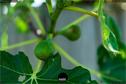 Dateiname=Gardening_2020_038.jpg
Dateigröße=135KB
Abmessungen: 1349x900
hinzugefügt am: 19. Dezember 2020 Gardening_2020_038.jpg