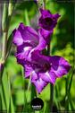 Dateiname=Gardening_2020_043.jpg
Dateigröße=97KB
Abmessungen: 601x900
hinzugefügt am: 19. Dezember 2020 Gardening_2020_043.jpg