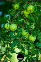 Dateiname=Gardening_2020_046.jpg
Dateigröße=123KB
Abmessungen: 601x900
hinzugefügt am: 19. Dezember 2020 Gardening_2020_046.jpg