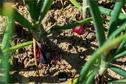Dateiname=Gardening_2020_047.jpg
Dateigröße=284KB
Abmessungen: 1349x900
hinzugefügt am: 19. Dezember 2020 Gardening_2020_047.jpg