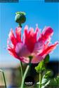 Dateiname=Gardening_2020_049.jpg
Dateigröße=65KB
Abmessungen: 601x900
hinzugefügt am: 19. Dezember 2020 Gardening_2020_049.jpg