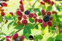 Dateiname=Gardening_2020_052.jpg
Dateigröße=218KB
Abmessungen: 1349x900
hinzugefügt am: 19. Dezember 2020 Gardening_2020_052.jpg