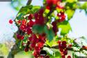 Dateiname=Gardening_2020_053.jpg
Dateigröße=159KB
Abmessungen: 1349x900
hinzugefügt am: 19. Dezember 2020 Gardening_2020_053.jpg