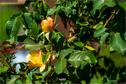 Dateiname=Gardening_2020_055.jpg
Dateigröße=214KB
Abmessungen: 1349x900
hinzugefügt am: 19. Dezember 2020 Gardening_2020_055.jpg