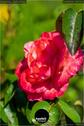 Dateiname=Gardening_2020_056.jpg
Dateigröße=83KB
Abmessungen: 601x900
hinzugefügt am: 19. Dezember 2020 Gardening_2020_056.jpg