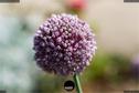 Dateiname=Gardening_2020_060.jpg
Dateigröße=132KB
Abmessungen: 1349x900
hinzugefügt am: 19. Dezember 2020 Gardening_2020_060.jpg