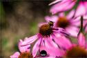 Dateiname=Gardening_2020_064.jpg
Dateigröße=128KB
Abmessungen: 1349x900
hinzugefügt am: 19. Dezember 2020 Gardening_2020_064.jpg
