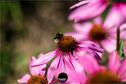 Dateiname=Gardening_2020_066.jpg
Dateigröße=130KB
Abmessungen: 1349x900
hinzugefügt am: 19. Dezember 2020 Gardening_2020_066.jpg