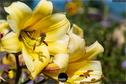 Dateiname=Gardening_2020_069.jpg
Dateigröße=167KB
Abmessungen: 1349x900
hinzugefügt am: 19. Dezember 2020 Gardening_2020_069.jpg