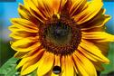Dateiname=Gardening_2020_072.jpg
Dateigröße=312KB
Abmessungen: 1349x900
hinzugefügt am: 19. Dezember 2020 Gardening_2020_072.jpg