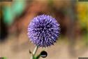 Dateiname=Gardening_2020_073.jpg
Dateigröße=128KB
Abmessungen: 1349x900
hinzugefügt am: 19. Dezember 2020 Gardening_2020_073.jpg