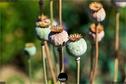 Dateiname=Gardening_2020_074.jpg
Dateigröße=112KB
Abmessungen: 1349x900
hinzugefügt am: 19. Dezember 2020 Gardening_2020_074.jpg
