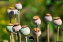 Dateiname=Gardening_2020_075.jpg
Dateigröße=109KB
Abmessungen: 1349x900
hinzugefügt am: 19. Dezember 2020 Gardening_2020_075.jpg