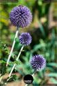 Dateiname=Gardening_2020_076.jpg
Dateigröße=109KB
Abmessungen: 601x900
hinzugefügt am: 19. Dezember 2020 Gardening_2020_076.jpg