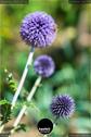 Dateiname=Gardening_2020_077.jpg
Dateigröße=76KB
Abmessungen: 601x900
hinzugefügt am: 19. Dezember 2020 Gardening_2020_077.jpg