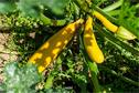 Dateiname=Gardening_2020_082.jpg
Dateigröße=280KB
Abmessungen: 1349x900
hinzugefügt am: 19. Dezember 2020 Gardening_2020_082.jpg