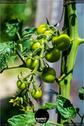 Dateiname=Gardening_2020_084.jpg
Dateigröße=111KB
Abmessungen: 601x900
hinzugefügt am: 19. Dezember 2020 Gardening_2020_084.jpg