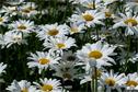 Dateiname=Gardening_2020_085.jpg
Dateigröße=225KB
Abmessungen: 1349x900
hinzugefügt am: 19. Dezember 2020 Gardening_2020_085.jpg