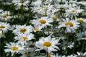 Dateiname=Gardening_2020_086.jpg
Dateigröße=228KB
Abmessungen: 1349x900
hinzugefügt am: 19. Dezember 2020 Gardening_2020_086.jpg