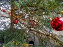 Dateiname=211230_Adventsfunkeln_Rheinfelden_011.jpg
Dateigröße=555KB
Abmessungen: 1199x900
hinzugefügt am: 31. Dezember 2021 211230_Adventsfunkeln_Rheinfelden_011.jpg