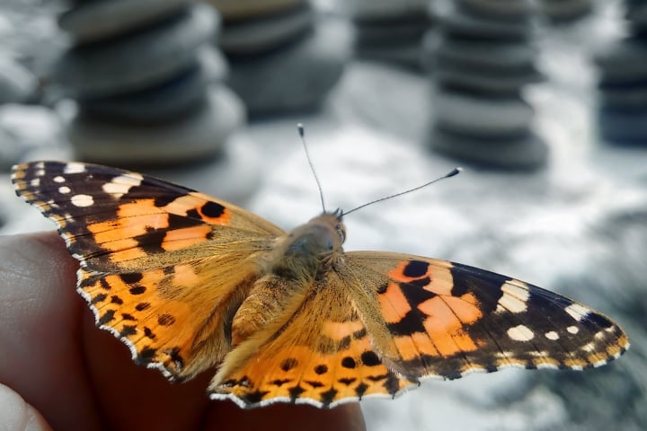 schmetterling, butterfly, Distelfalter (Vanessa cardui, Syn.: Cynthia cardui), fotohaefeli