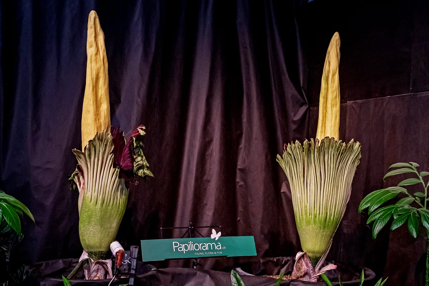 titanwurz, amorphophallus titanum papiliorama kerzers, fotohaefeli