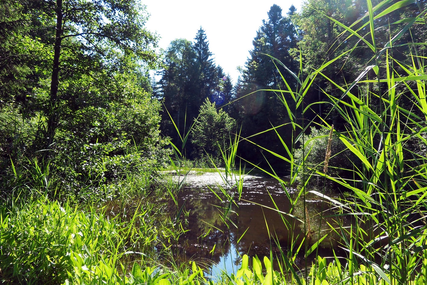 aspisee, langenthal, aspi, fotohaefeli