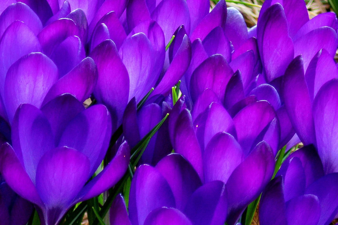 botanischer garten neuenburg, jardin botanique neuchatel, jardin botanique, botanischer garten, fotohaefeli