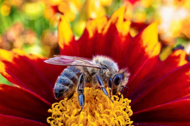 Makroaufnahme, Nahaufnahme, Macro, Makro, Bee, Biene, Honigbiene, Merian Gärten Basel, Basel, Merian, Fotohaefeli, Bienchen, Honig
