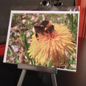 Honigbiene auf Blume im Sommer, fotohaefeli, Schreibkarten, papeterie
