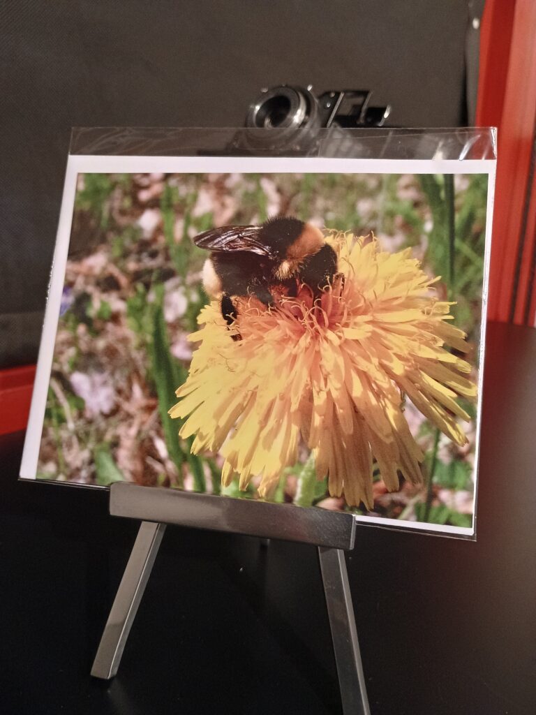 Honigbiene auf Blume im Sommer, fotohaefeli, Schreibkarten, papeterie