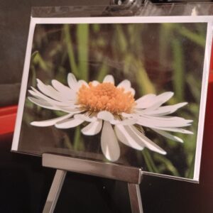 schreibkarte fotohaefeli weisse margarite