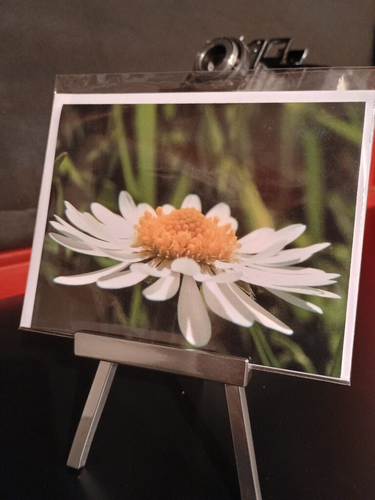 schreibkarte fotohaefeli weisse margarite