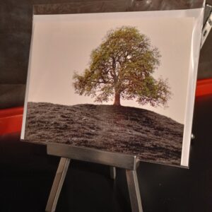 schreibkarte fotohaefeli baum tree