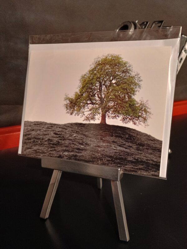 schreibkarte fotohaefeli baum tree