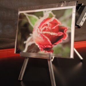 rote rose mit eispartikel, schnee, winter, winterlich, fotohaefeli, schreibkarte