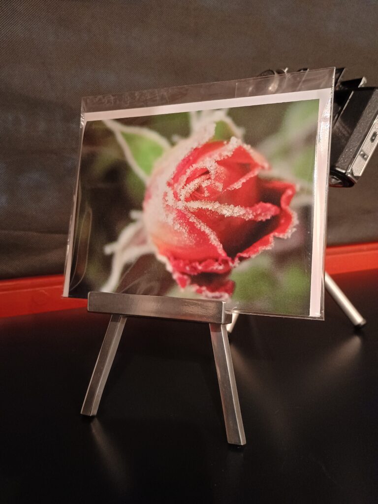 rote rose mit eispartikel, schnee, winter, winterlich, fotohaefeli, schreibkarte