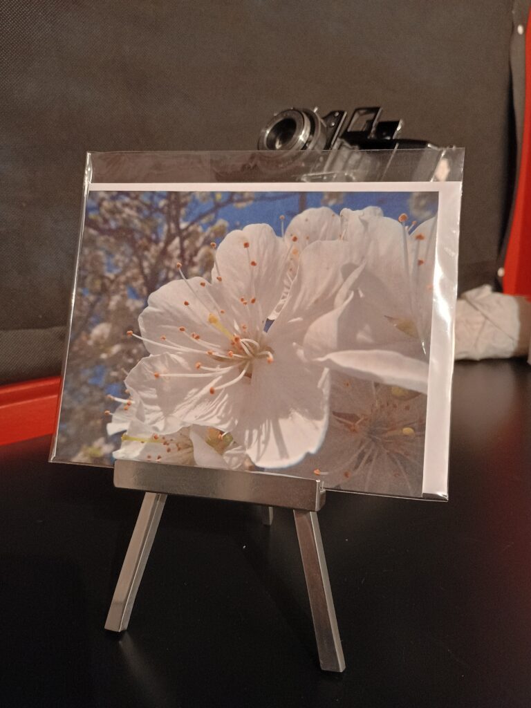 frühlingsblüte, Kirschblüte, blühender baum, detail einer apfelblüte, schreibkarten von fotohaefeli aarwangen.