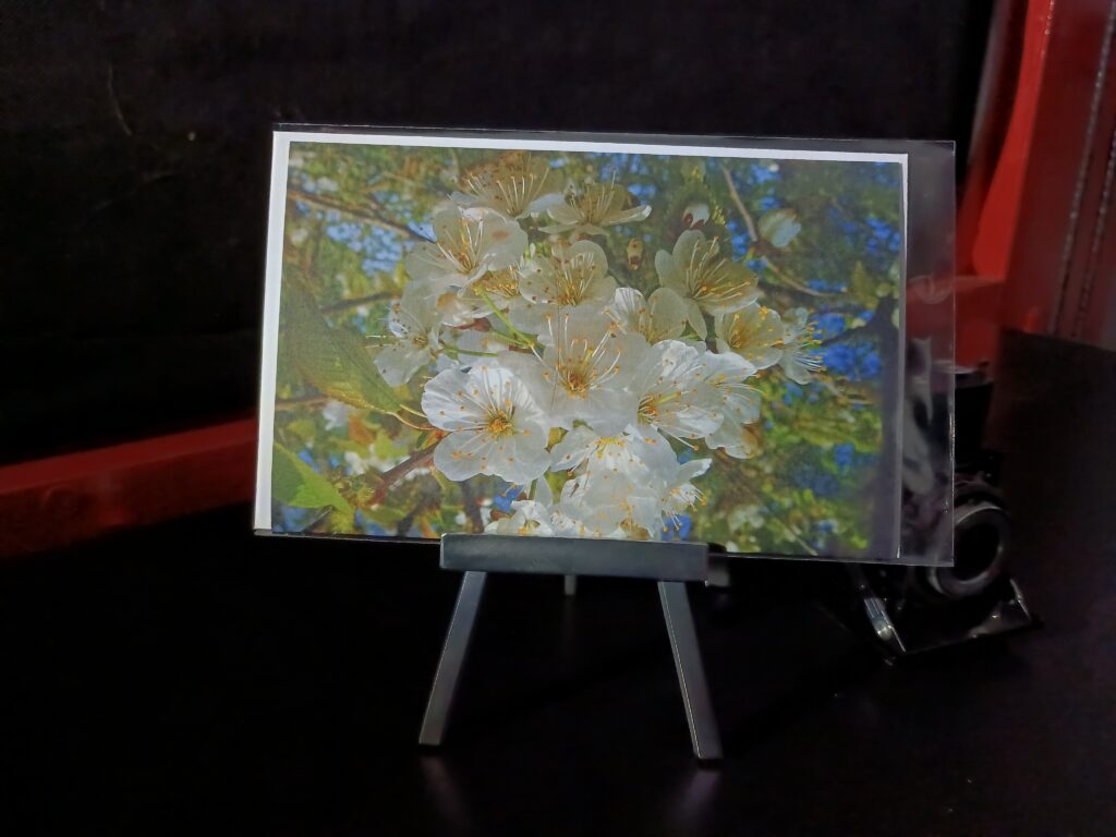 frühling, springtime, apfelblüte, blossom