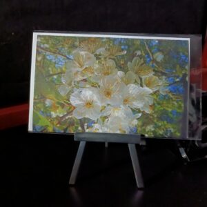 frühling, springtime, apfelblüte, blossom