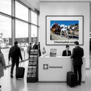 alte gotthardpost postillion post vom gotthard hospiz airolo göschenen pferdekutsche auf dem gotthard pass, grosses bild im tourist office am airport