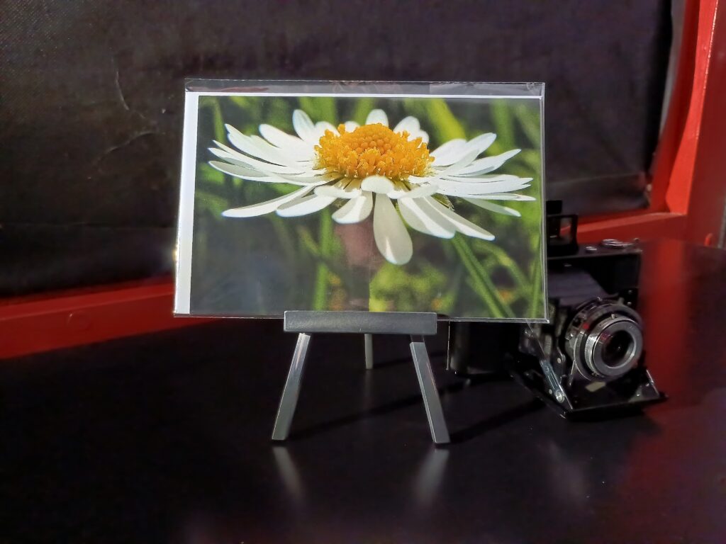 Grosse Margerite im Frühling