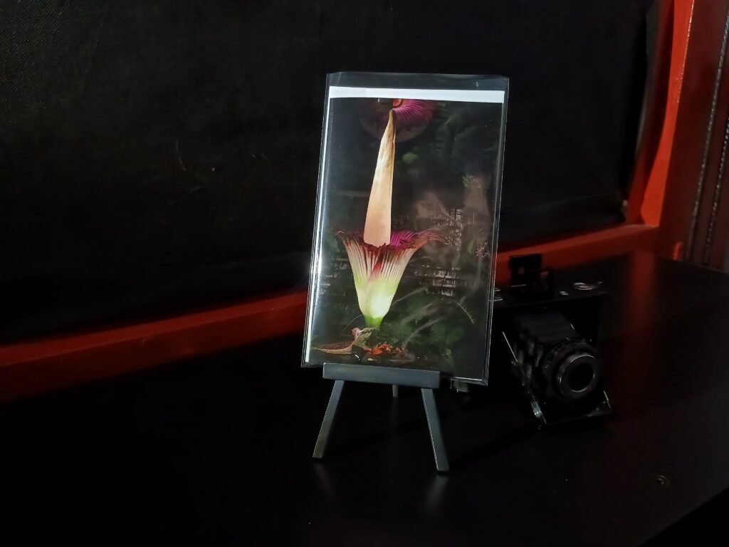 Titanwurz fotohaefeli stinkblume_aronstab Amorphophallustitanum
