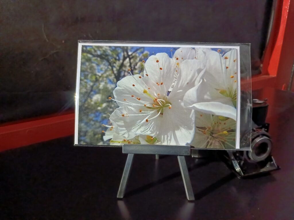 Kirschblüte frühling