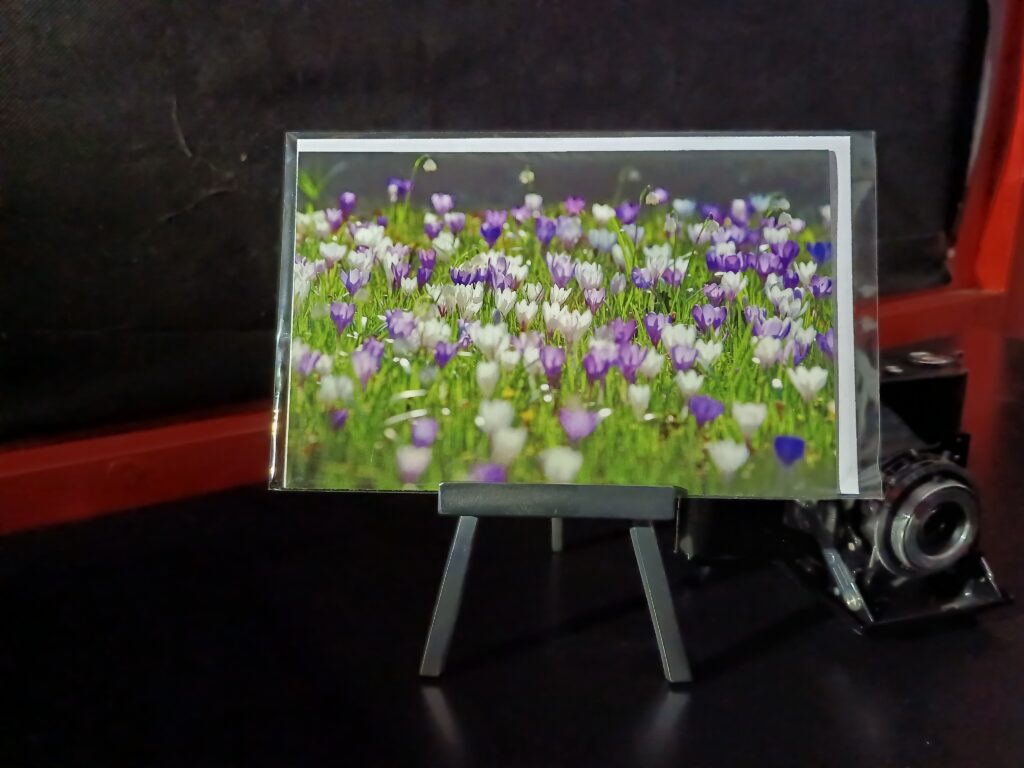 Krokusblüten im Frühling