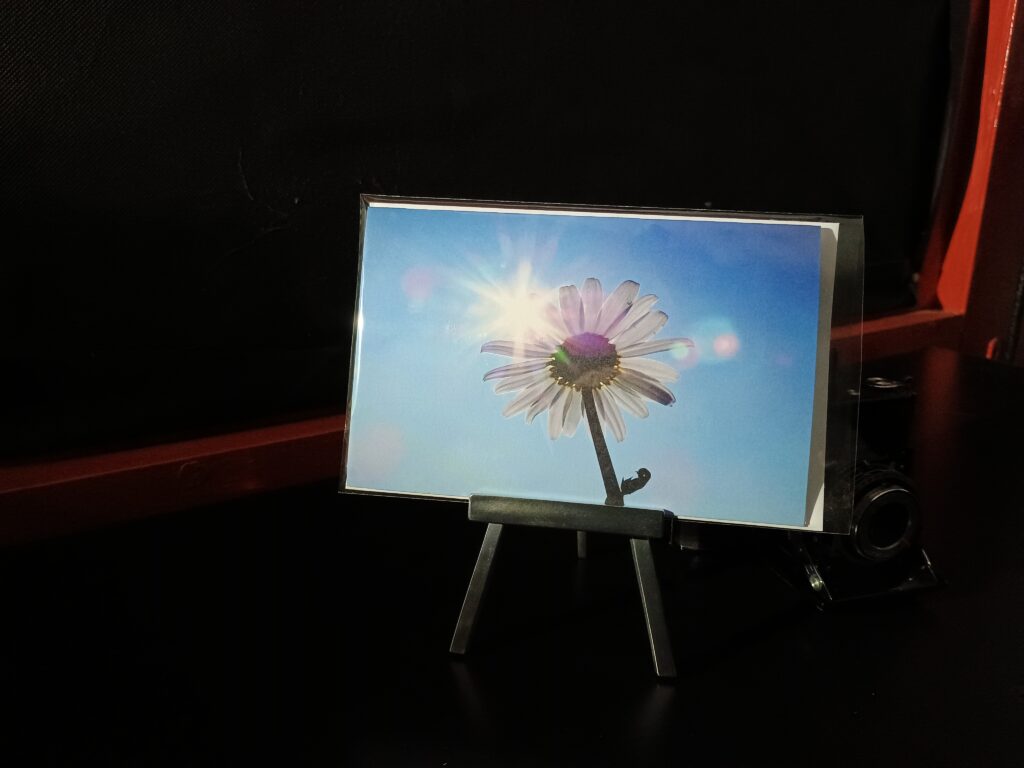 margerite als solitär im gegenlicht