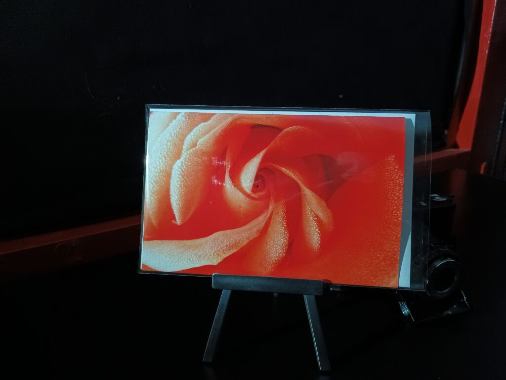 herz einer roten rose